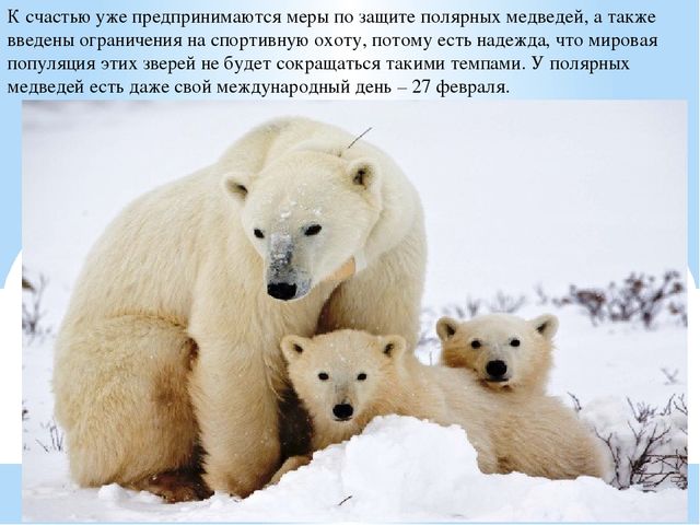 Презентация по дошкольному образованию "Животные Арктики"
