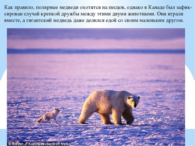 Презентация по дошкольному образованию "Животные Арктики"
