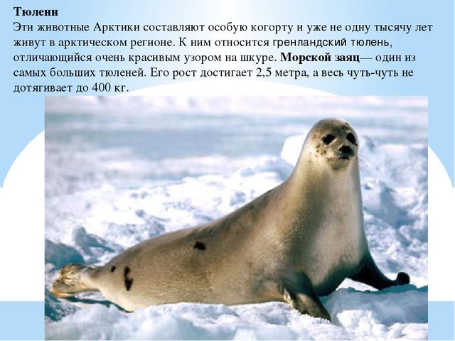 Презентация по дошкольному образованию "Животные Арктики"