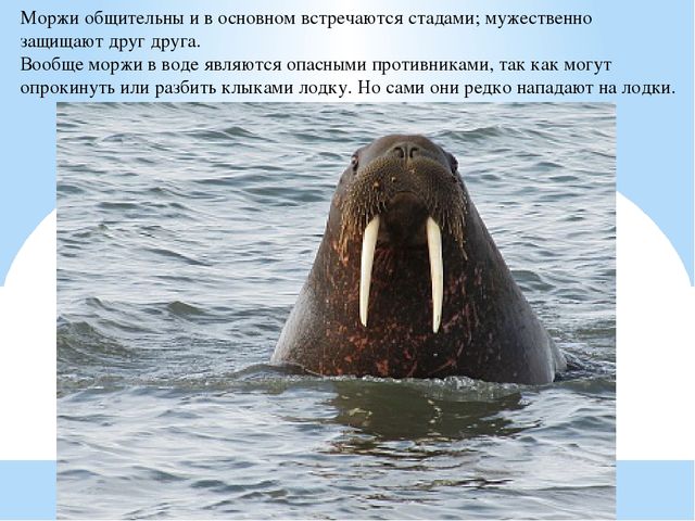 Презентация по дошкольному образованию "Животные Арктики"