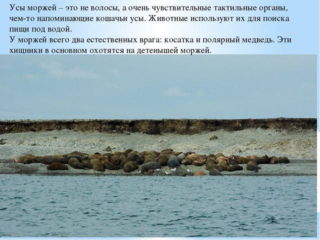 Презентация по дошкольному образованию "Животные Арктики"