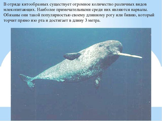 Презентация по дошкольному образованию "Животные Арктики"