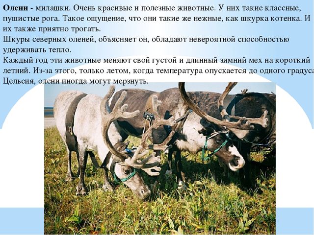 Презентация по дошкольному образованию "Животные Арктики"