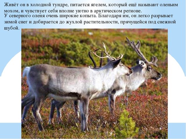 Презентация по дошкольному образованию "Животные Арктики"