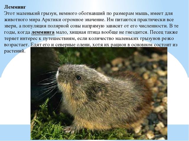 Презентация по дошкольному образованию "Животные Арктики"