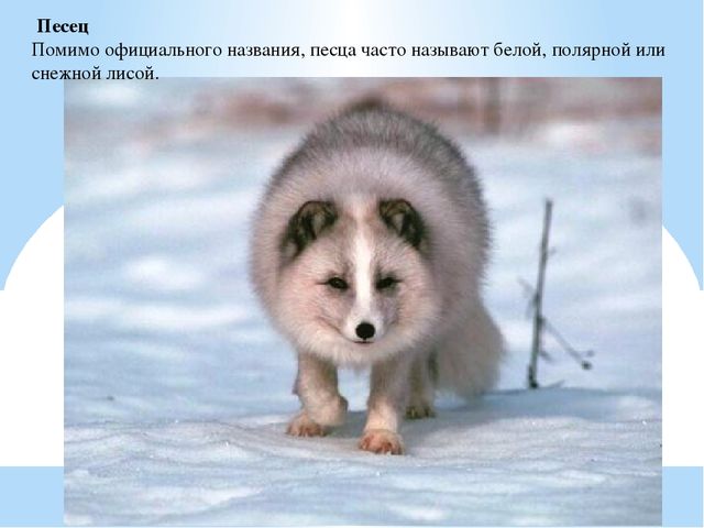 Презентация по дошкольному образованию "Животные Арктики"