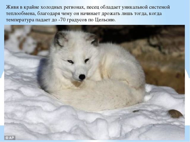 Презентация по дошкольному образованию "Животные Арктики"