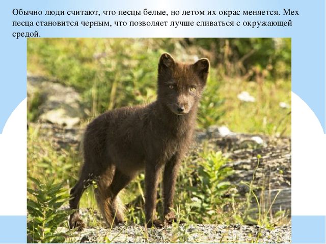 Презентация по дошкольному образованию "Животные Арктики"