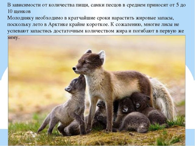 Презентация по дошкольному образованию "Животные Арктики"