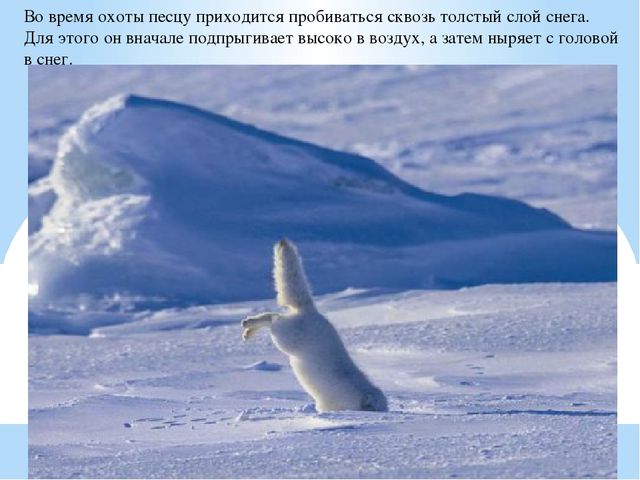 Презентация по дошкольному образованию "Животные Арктики"