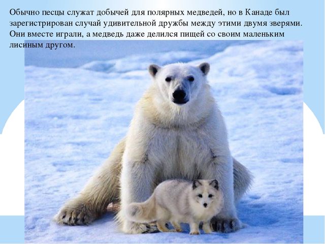 Презентация по дошкольному образованию "Животные Арктики"