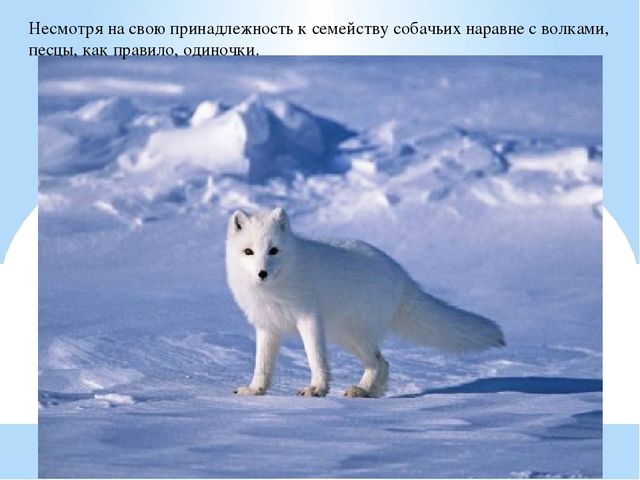 Презентация по дошкольному образованию "Животные Арктики"