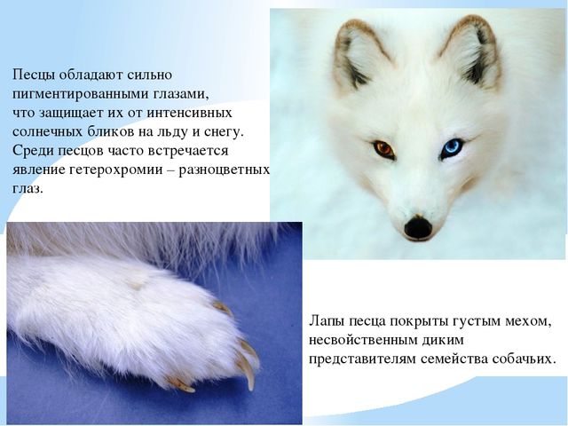 Презентация по дошкольному образованию "Животные Арктики"