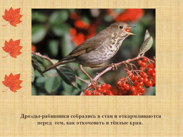 Презентация "Как звери готовятся к зиме"