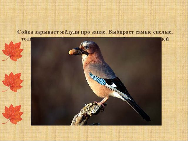 Презентация "Как звери готовятся к зиме"