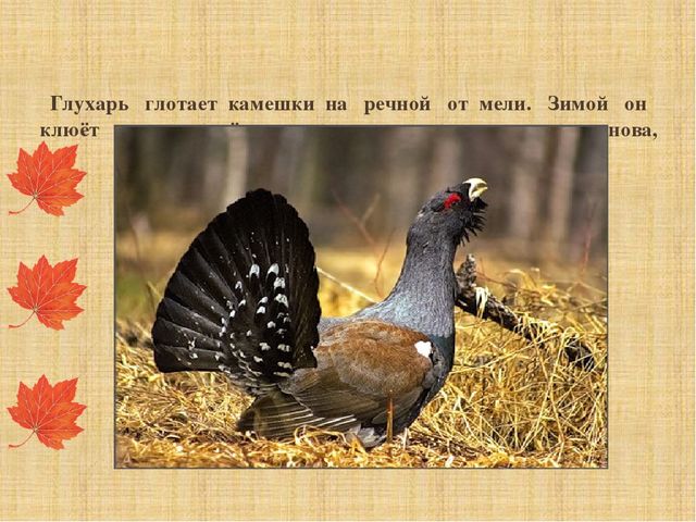Презентация "Как звери готовятся к зиме"