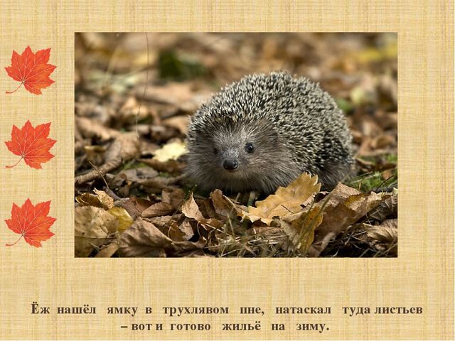 Презентация "Как звери готовятся к зиме"