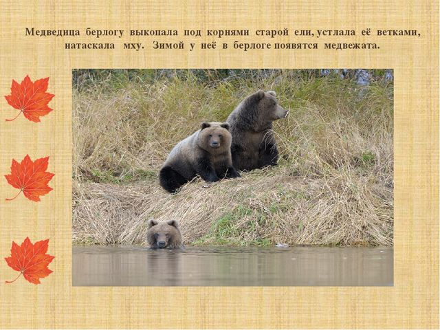 Презентация "Как звери готовятся к зиме"