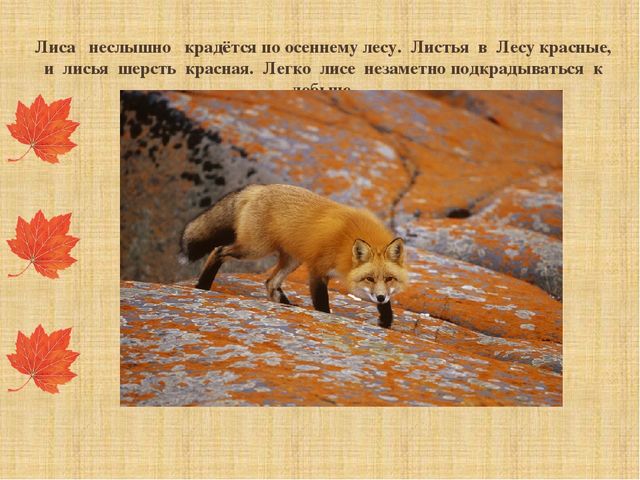 Презентация "Как звери готовятся к зиме"