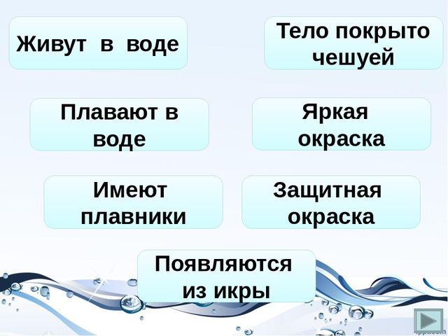 Презентация на тему "Рыбы"