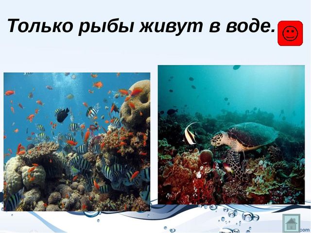 Презентация на тему "Рыбы"