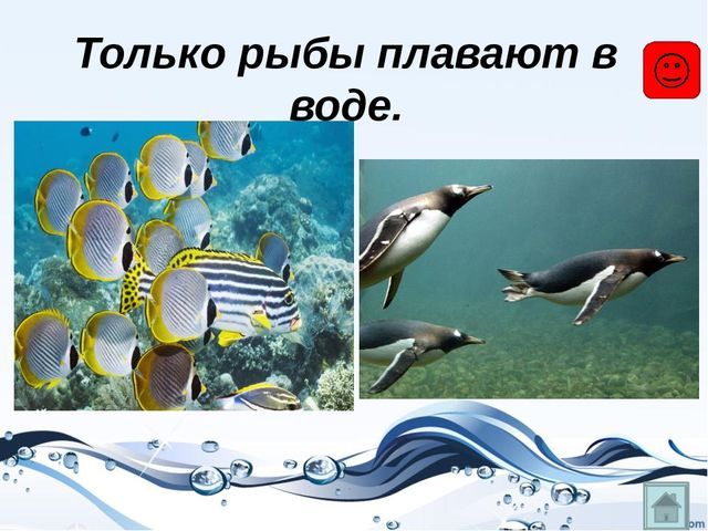 Презентация на тему "Рыбы"