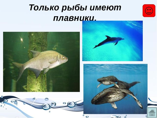 Презентация на тему "Рыбы"