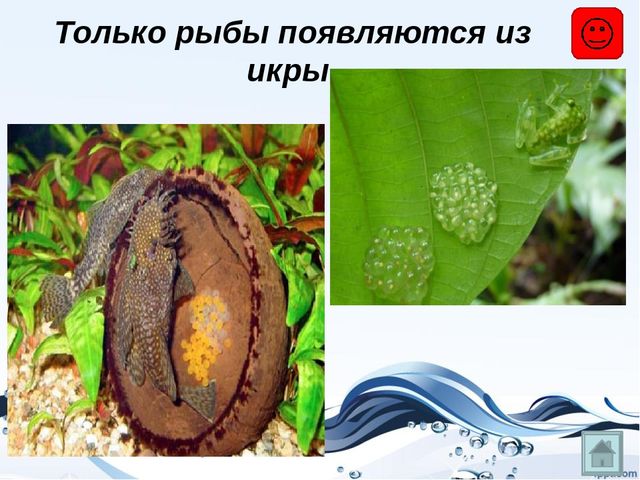 Презентация на тему "Рыбы"