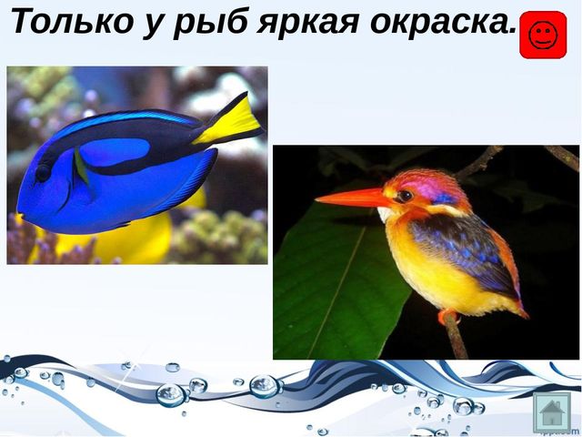 Презентация на тему "Рыбы"