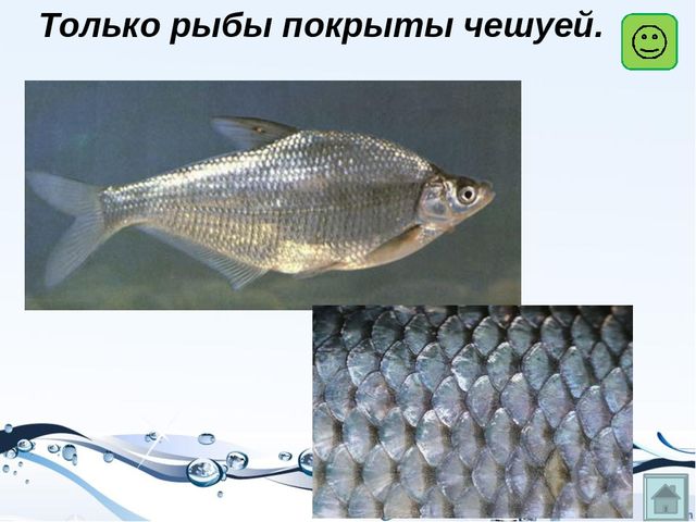 Презентация на тему "Рыбы"