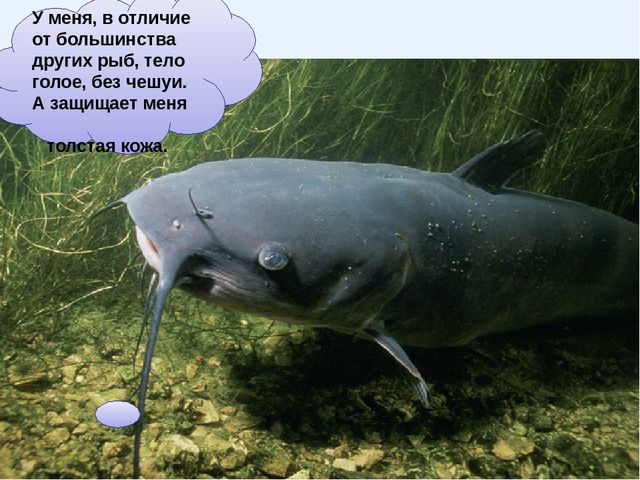 Презентация на тему "Рыбы"