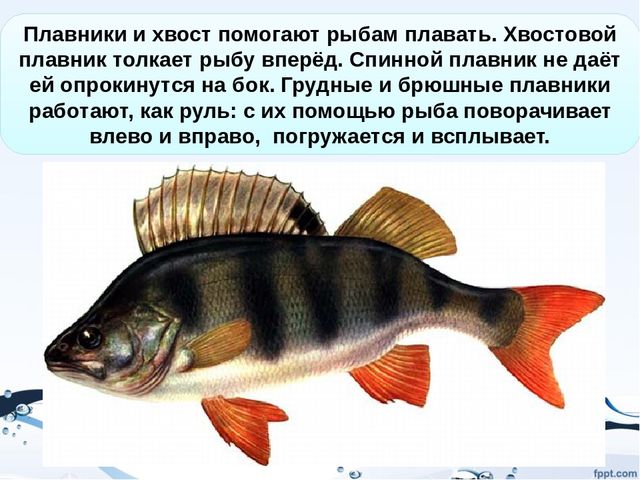 Презентация на тему "Рыбы"