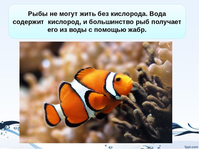 Презентация на тему "Рыбы"