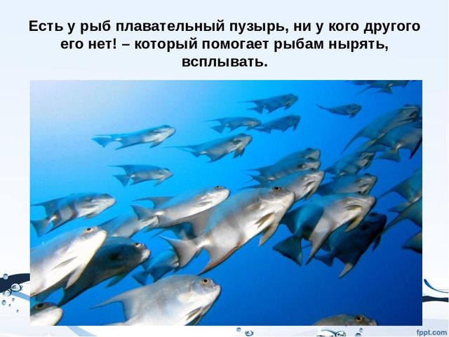 Презентация на тему "Рыбы"