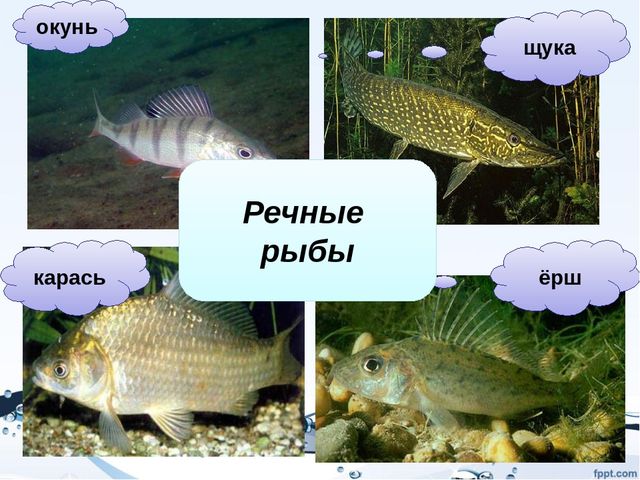 Презентация на тему "Рыбы"