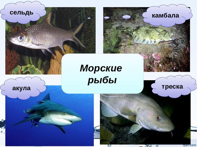 Презентация на тему "Рыбы"