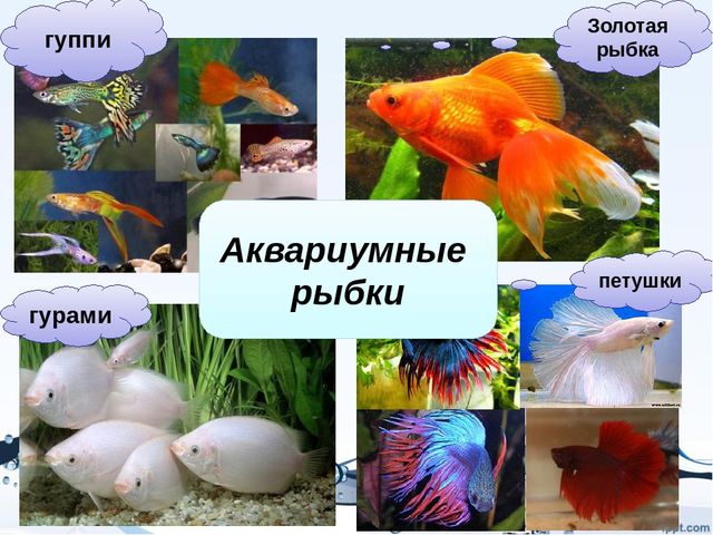 Презентация на тему "Рыбы"