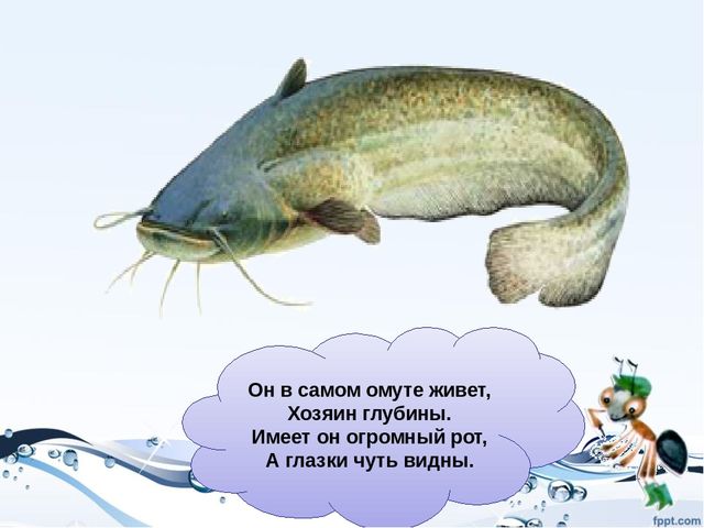 Презентация на тему "Рыбы"