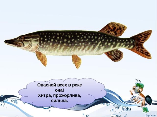 Презентация на тему "Рыбы"