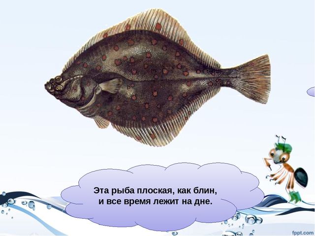 Презентация на тему "Рыбы"