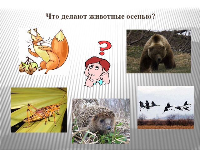 Презентация к НОД "Осень золотая"