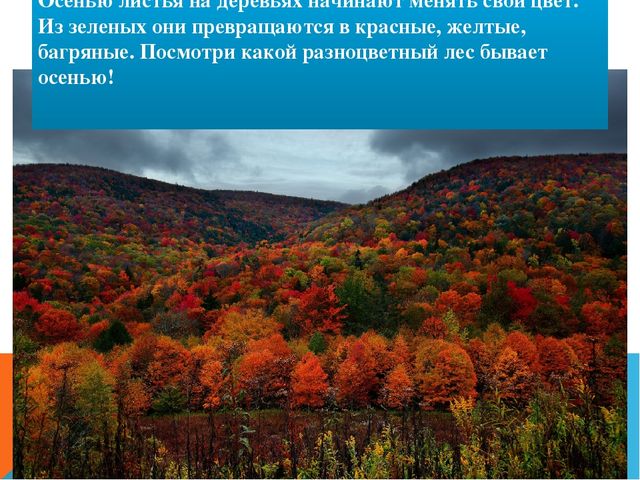 Презентация для ДОУ "Осень"