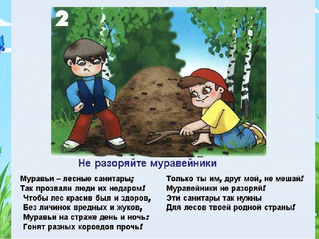 Презентация по программе "Лесоводство" на тему "Правила поведения в лесу"
