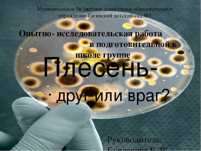 Презентация "Плесень- друг или враг?"
