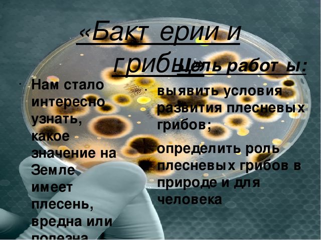 Презентация "Плесень- друг или враг?"