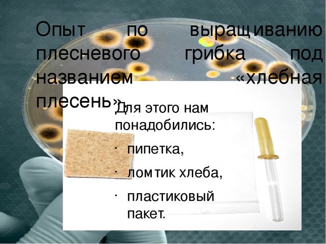 Презентация "Плесень- друг или враг?"