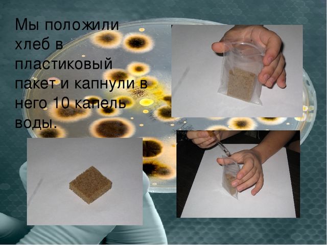 Презентация "Плесень- друг или враг?"