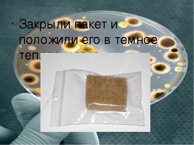 Презентация "Плесень- друг или враг?"