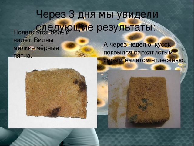 Презентация "Плесень- друг или враг?"