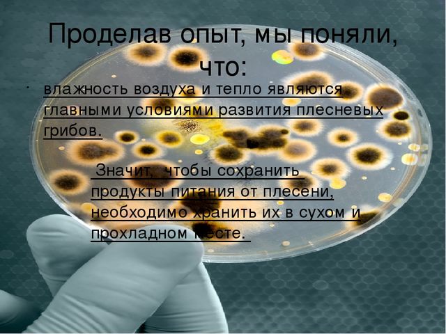 Презентация "Плесень- друг или враг?"
